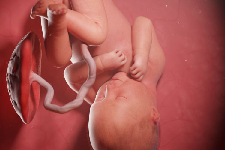 quanti-movimenti-fetali-al-giorno