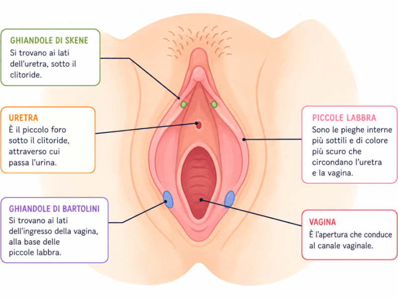 Cisti di Bartolini: cos’è e come si&nbsp;cura