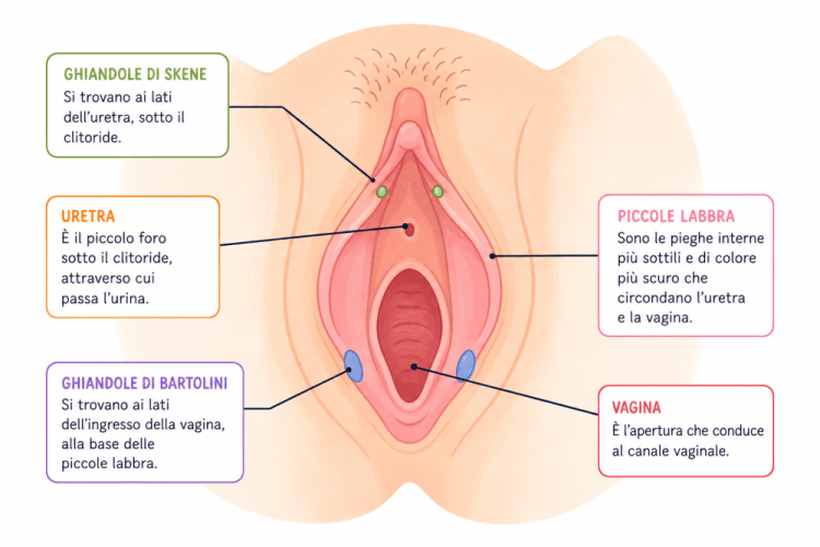 anatomia-vulva-con-ghiandole-di-bartolini